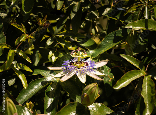 Fleur de passiflore ensoleillée en gros plan dans un massif feuillu 