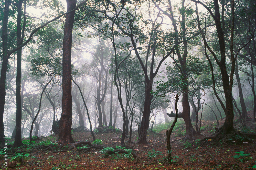 Fototapeta premium Forest in mist, Matheran, Maharashtra, India