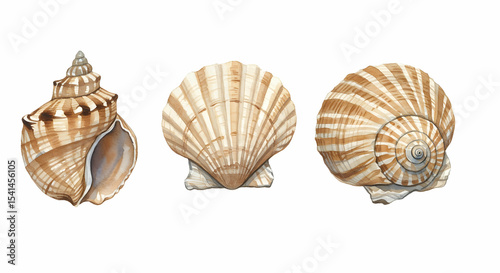Seashells watercolor painting ocean beach summer nature art