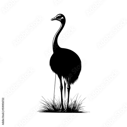 Ostrich silhouette vector