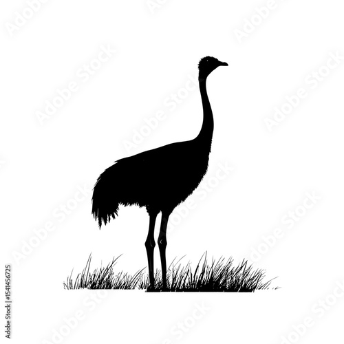 Ostrich silhouette vector