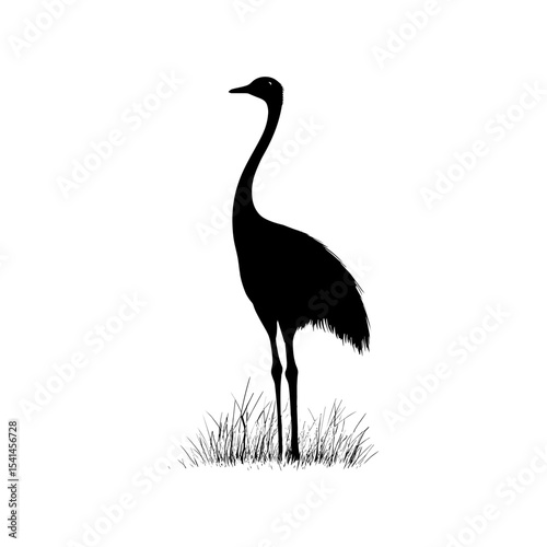 Ostrich silhouette vector