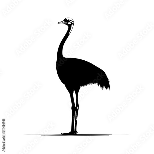 Ostrich silhouette vector