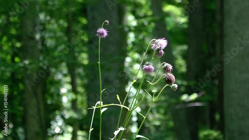 森のチシマアザミと昆虫 / Cirsium kamtschaticum and Insects in the Forest 
