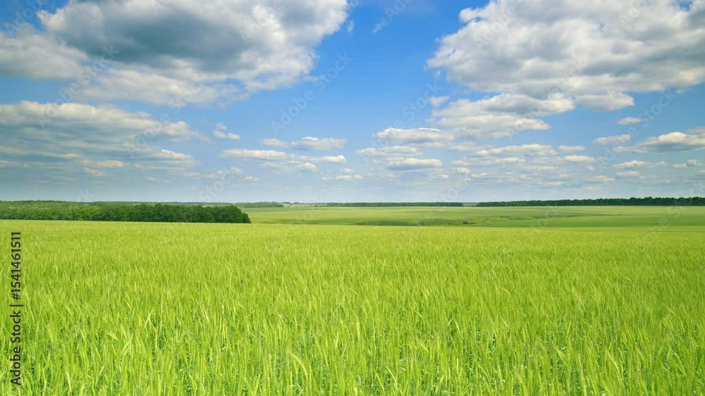 Vast and Expansive Green Fields Beautifully Spread Out Under a Clear and Bright Blue Sky Time lapse. Vast and Expansive Green Fields Beautifully Spread Out Under a Clear and Bright Blue Sky Time lapse.