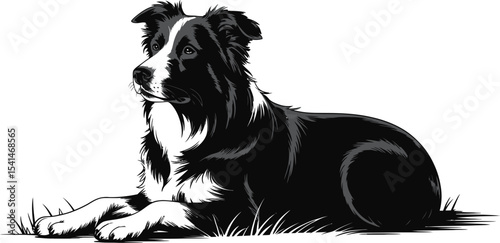 A black and white border collie lying down looking to the left side
