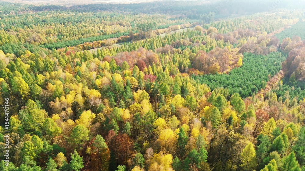 Obraz premium Aerial view of forest in fall with golden colors