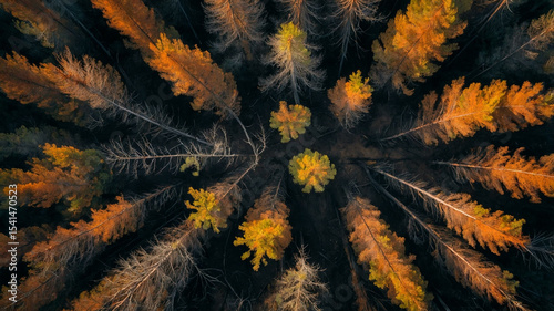 Overhead Shot of Burnt Pine Forest with Fading Embers and Cinematic Sky