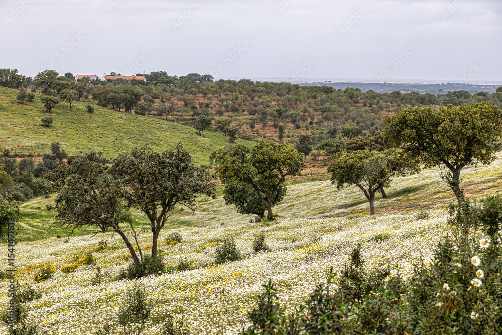Naklejka premium Beautiful landscape with wildflower meadows in Parque Natural do Vale do Guadiana, near Mertola, Portugal, Alentejo