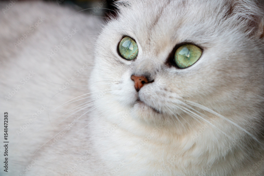 Fototapeta premium portrait of white cat