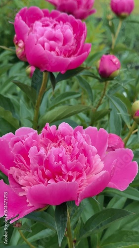 Vibrant Pink Peonies in Beautiful Bloom A Stunning Display of Natures Beauty and Elegance
