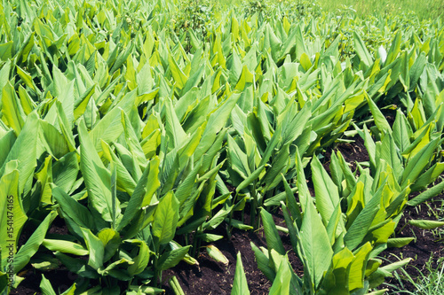 Fototapeta Naklejka Na Ścianę i Meble -  turmeric plant growing in field