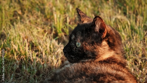 Close-up portrait of cat head lying on grass background looking side. Big green eyes. Three color tortoiseshell fur. Pretty face profile. Stare gaze of predator. Resting animal. High quality photo