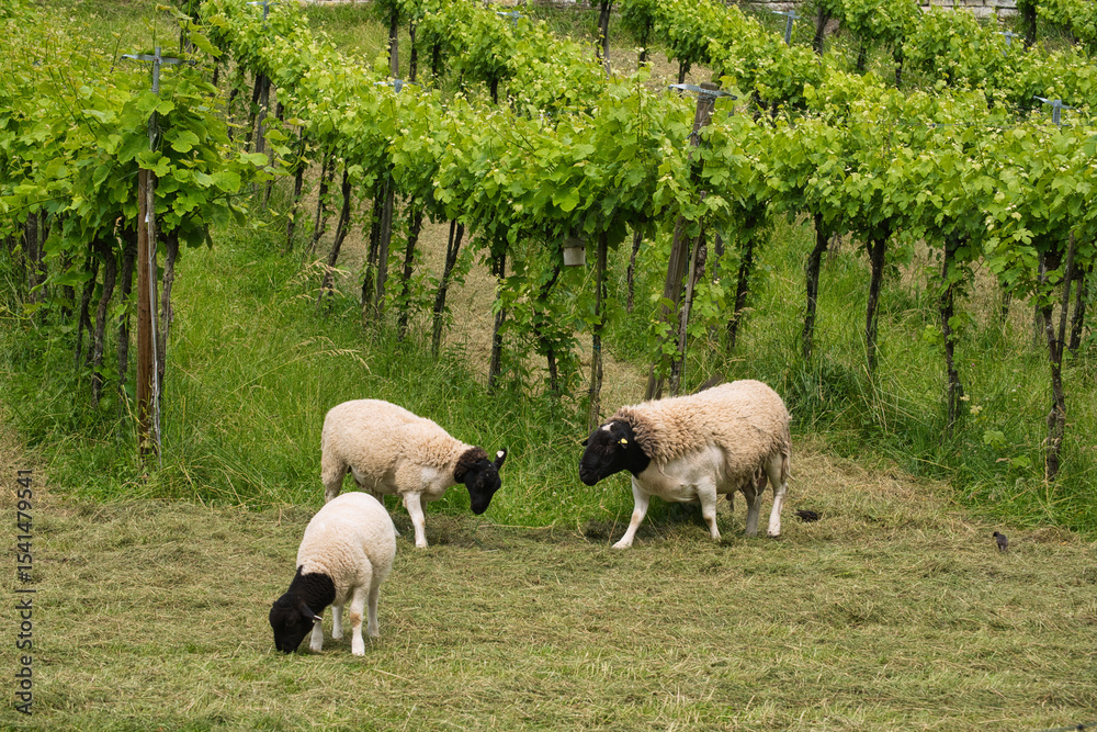 Fototapeta premium Schafe grasen im Weinberg