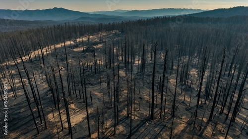 Drone View of Wildfire-Devastated Forest with Burnt Trees and Smoky Mountain Horizon