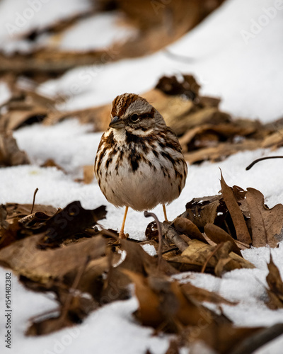 song sparrow in the snow