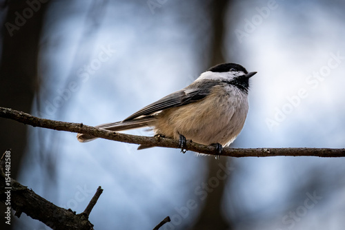 black-capped chickadee perching on a branch with a wintry background