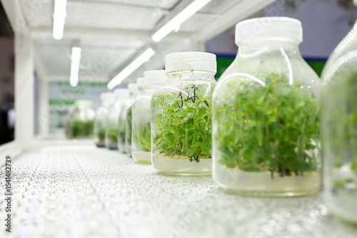 Cultivating Future Crops A Glimpse into Plant Tissue Culture