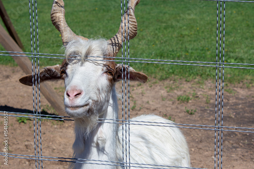A young vintorogo white goat stuck its muzzle through the fence netting. Keeping animals in a zoo.