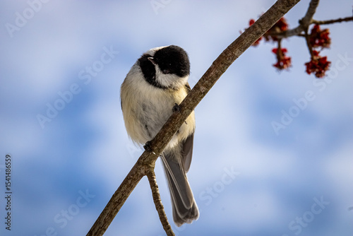 black-capped chickadee on a tree branch with head tilted