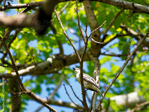 Pied Triller perch in a tree.