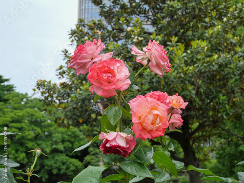 数々の薔薇
