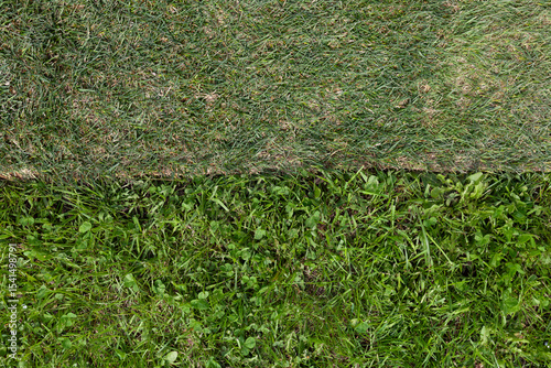 Contrast between a natural lawn and lawn rolled grass. Visual comparison of natural and artificial turf.