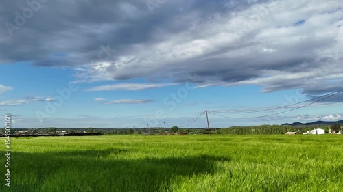 Lush rice fields under a dramatic sky. This video footage captures the essence of natures beauty. Perfect for agricultural themes, landscape showcases, and relaxation.