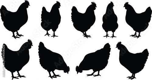 Chicken silhouettes, poultry farm icons, hen and rooster poses, black vector illustration, rural animal design, farming concept artwork, feathered livestock graphics, natural agriculture theme