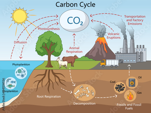 carbon cycle including photosynthesis, respiration, decomposition, fossil fuels, and emissions from volcanoes and industry diagram hand drawn schematic vector. Science educational illustration.