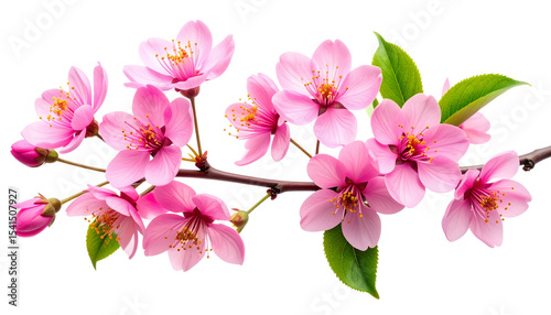 Beautiful pink cherry blossom branch with blooming orchids on white background