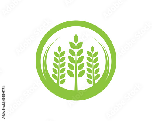 Agriculture wheat vector