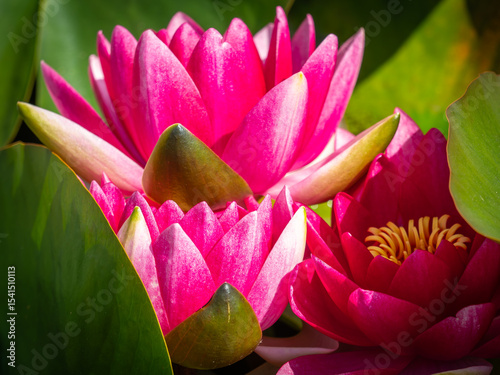 Pink water lillies in summer