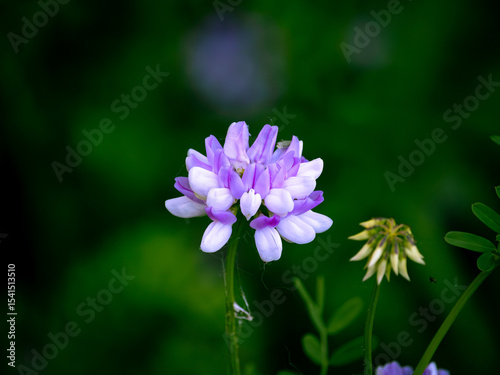 purple and white common vetch flower closeup