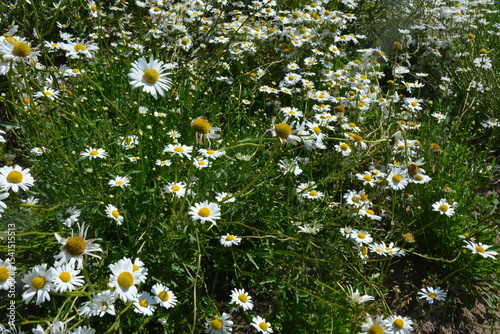 Fototapeta Naklejka Na Ścianę i Meble -  field of daisies, floral background 