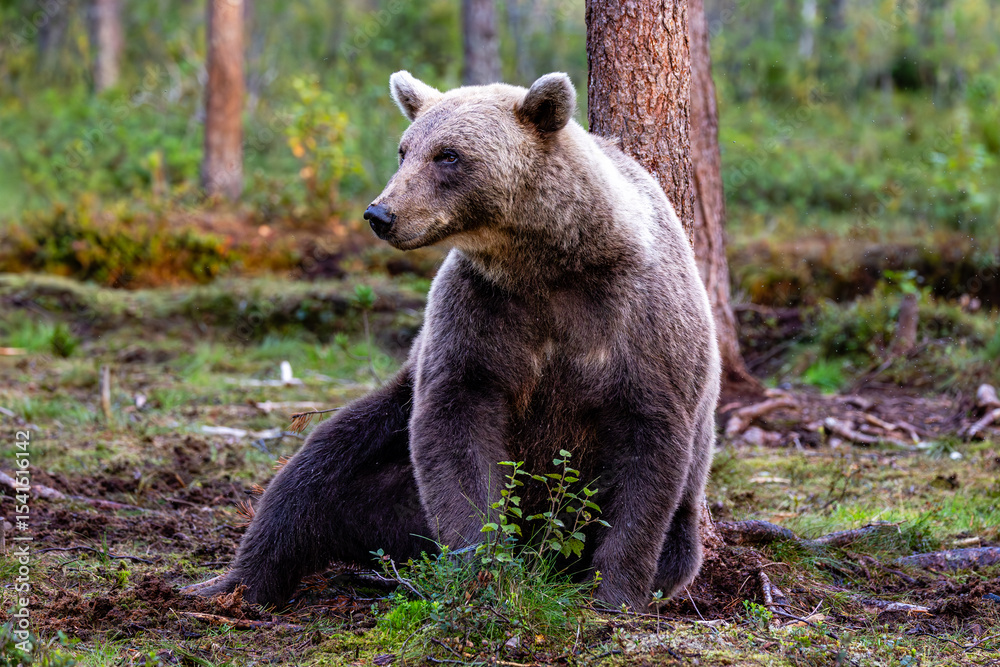 Fototapeta premium brown bear in the woods