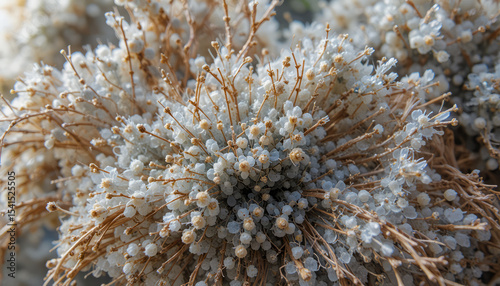 Close-up of white seeds and brown stems forming a dense, textured cluster, Generative AI
