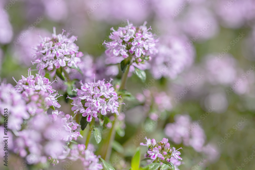 Detail shot of blooming mountain savory (Satureja montana). Copyspace.