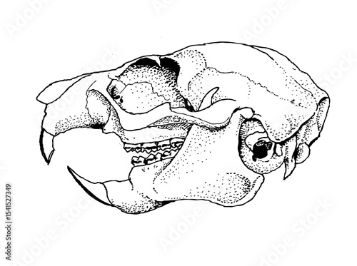 Japanese giant flying squirrel skull line drawing 