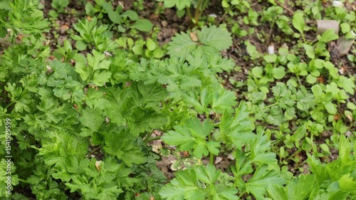 Wallpaper Mural fresh green parsley growing in vegetable garden on open soil healthy aromatic herb for cooking seasoning and garnish concept of gardening agriculture culinary kitchen Torontodigital.ca