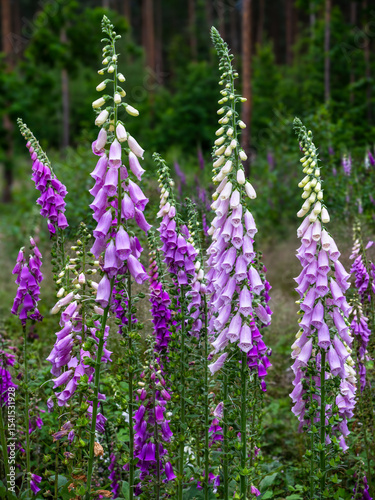 Fingerhüte - foxgloves