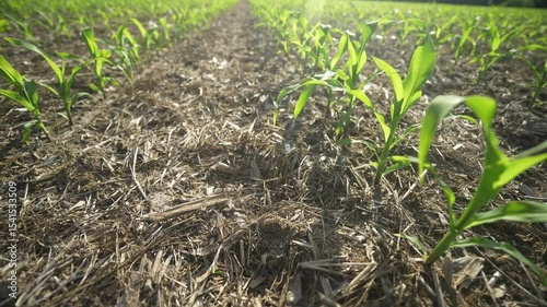 Corn growing in fertile soil. Young corn plants sprouting in field. Rural farmland with corn crops. Cultivated in spring. Seeds planted in rich ground. Agricultural growth in meadow. Farming corn.