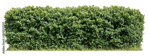 Tableau sur toile Perfectly trimmed rectangular boxwood hedge with dense green foliage, ideal for