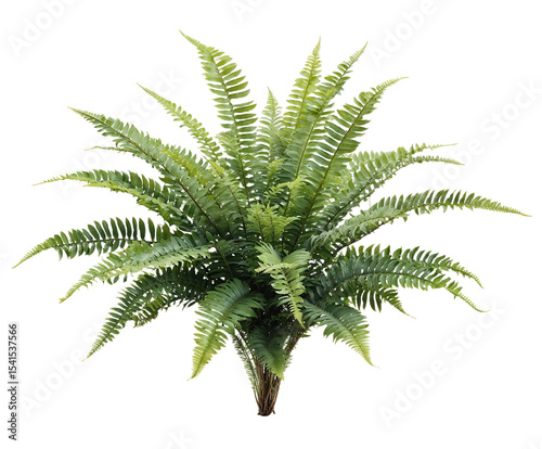 Lush green Boston fern with feathery arching fronds radiating from central crown, displaying classic ornamental houseplant with delicate detailed foliage on transparent background