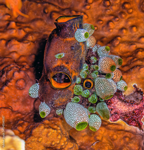 Coral reef South Pacific, Bali