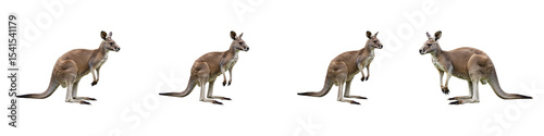 Australian Kangaroo Quartet: Four dynamic kangaroos showcase their agility and distinctive features, embodying the essence of the Australian outback.