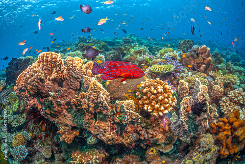 Fototapeta Naklejka Na Ścianę i Meble -  Coral reef South Pacific, Bali