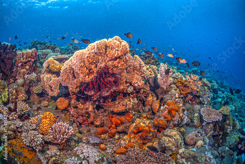 Fototapeta Naklejka Na Ścianę i Meble -  Coral reef South Pacific, Bali