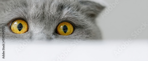 The curious cat with striking yellow eyes peering from behind an object.