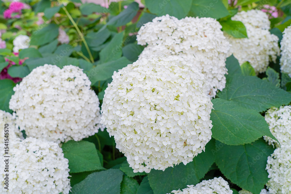 Hydrangea Flowers, Blooming White Hortensia, Hydrangea Paniculata Flower Closeup, Large Inflorescences Hydrangea Flowers, Blooming White Hortensia, Hydrangea Paniculata Flower Closeup, Large Inflorescences